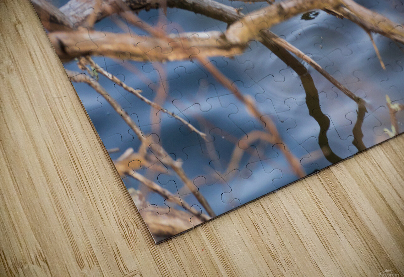 Wood Duck jarrodswilliams Puzzle