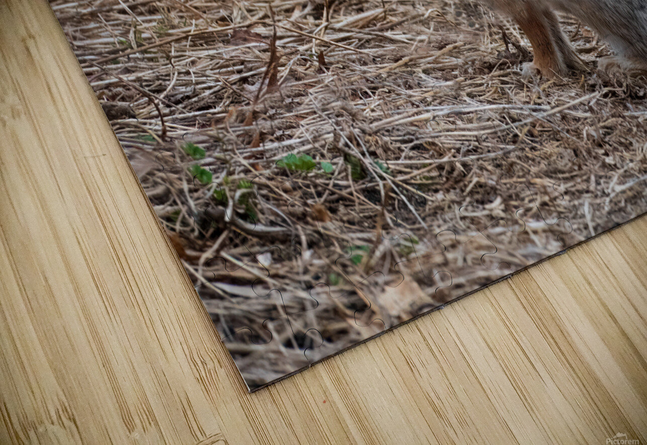 Rabbit jarrodswilliams Puzzle