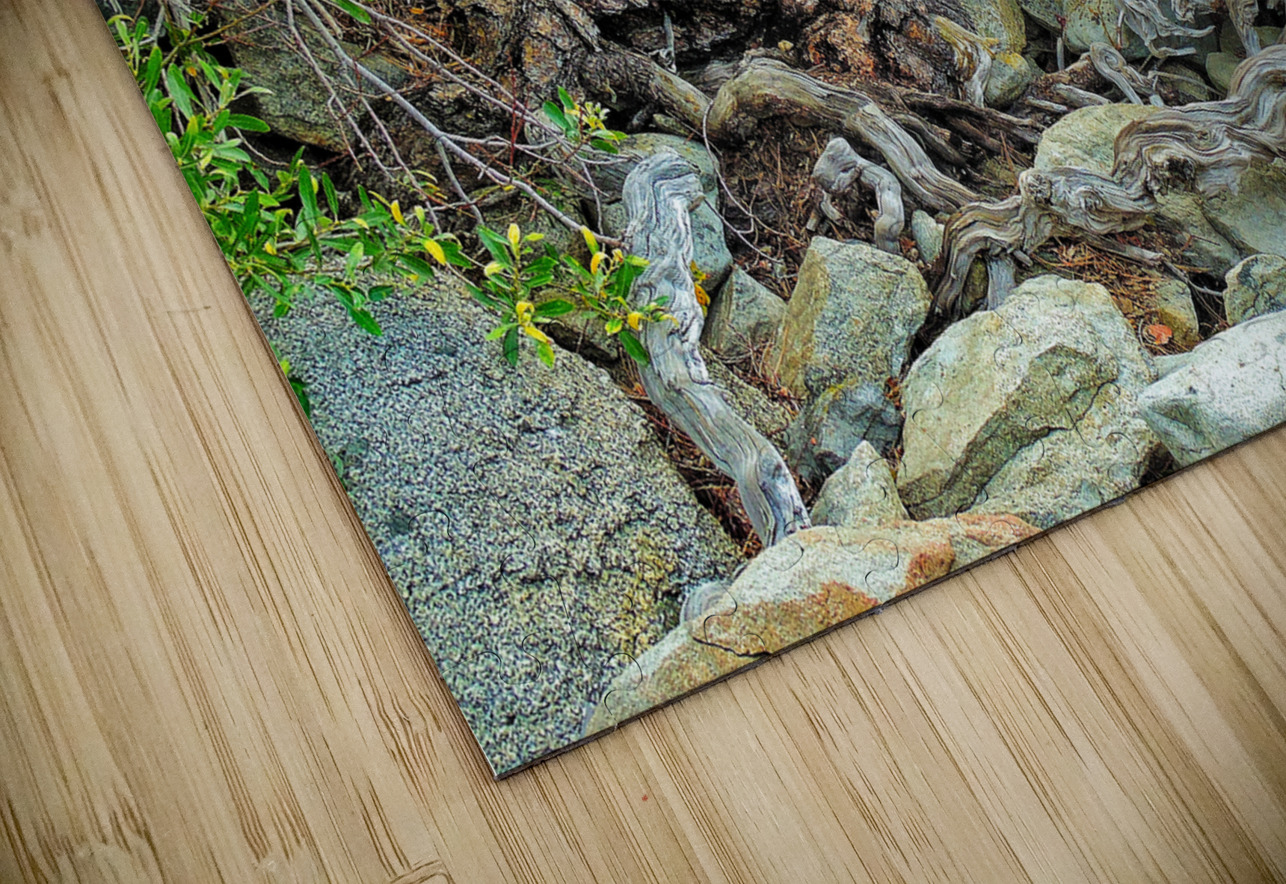Lake Tahoe Gnarled  Root Tangle Norma Brandsberg Photography Puzzle