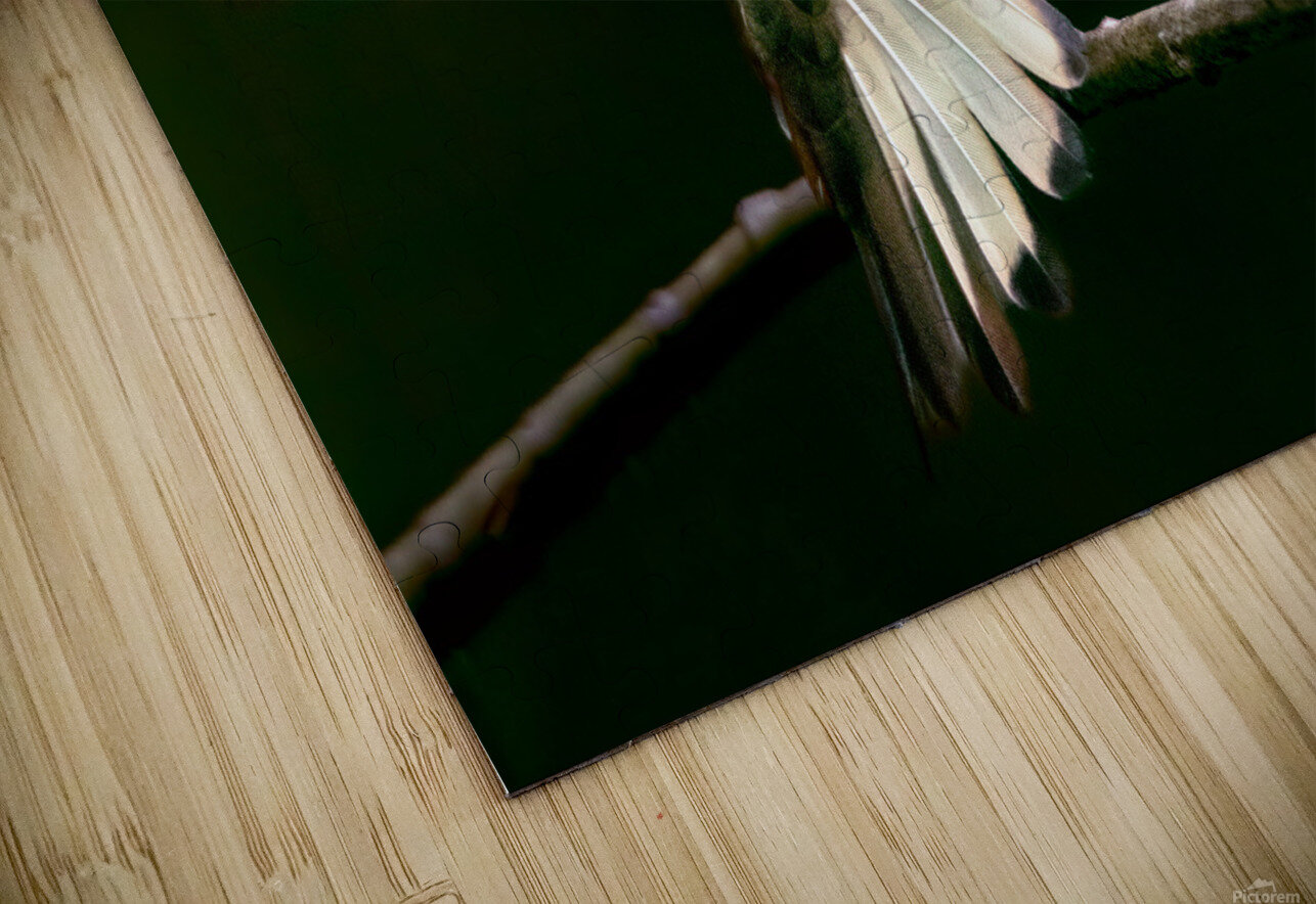 Buff Tailed Coronet Hummingbird Terry J Martin Puzzle