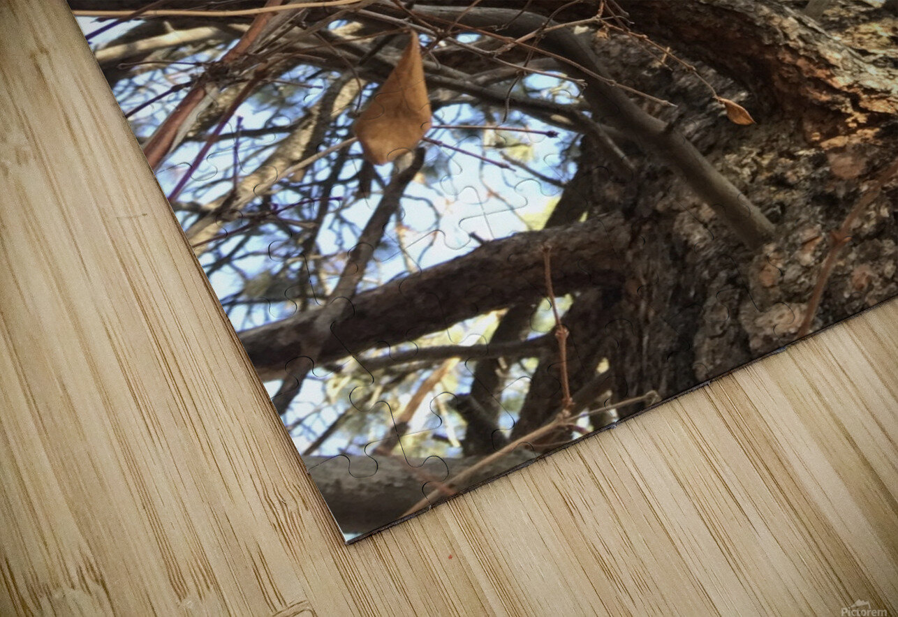 Gnarly Tree Eyespy Puzzle