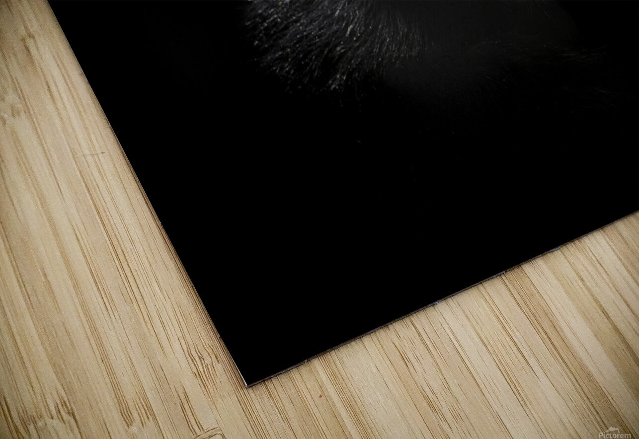 11451 Guereza Monkey New born  John Gilsenan Design Wall Art and Photography Puzzle