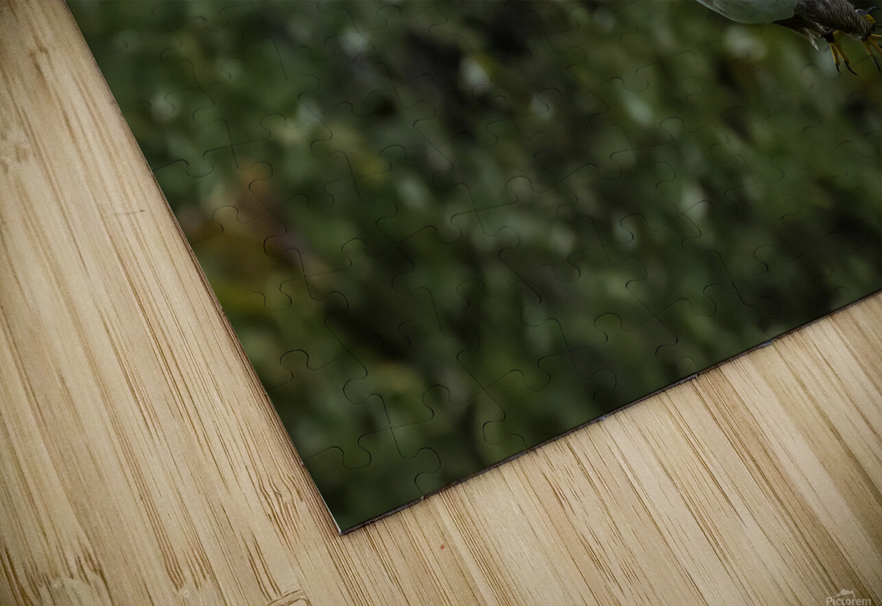 11444 Gyrfalcon Falco  Falco rusticolus John Gilsenan Design Wall Art and Photography Puzzle