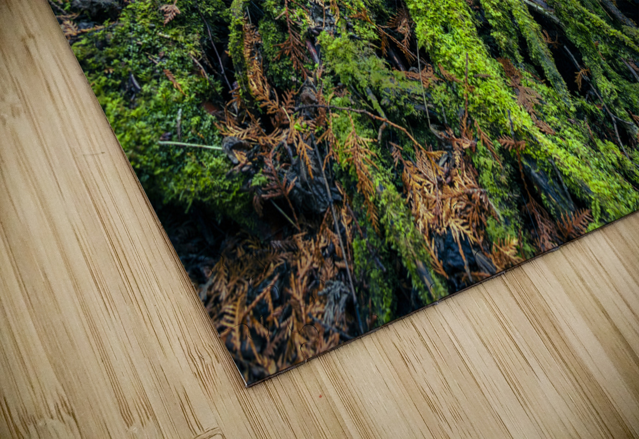 Enchanted Forest Marc Gilbert Photography Puzzle