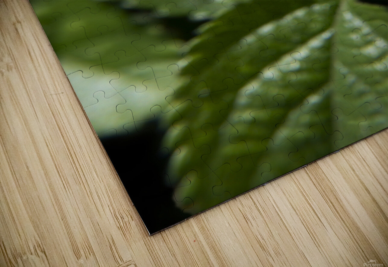 Lantana9EFS Robert Lorimer Puzzle