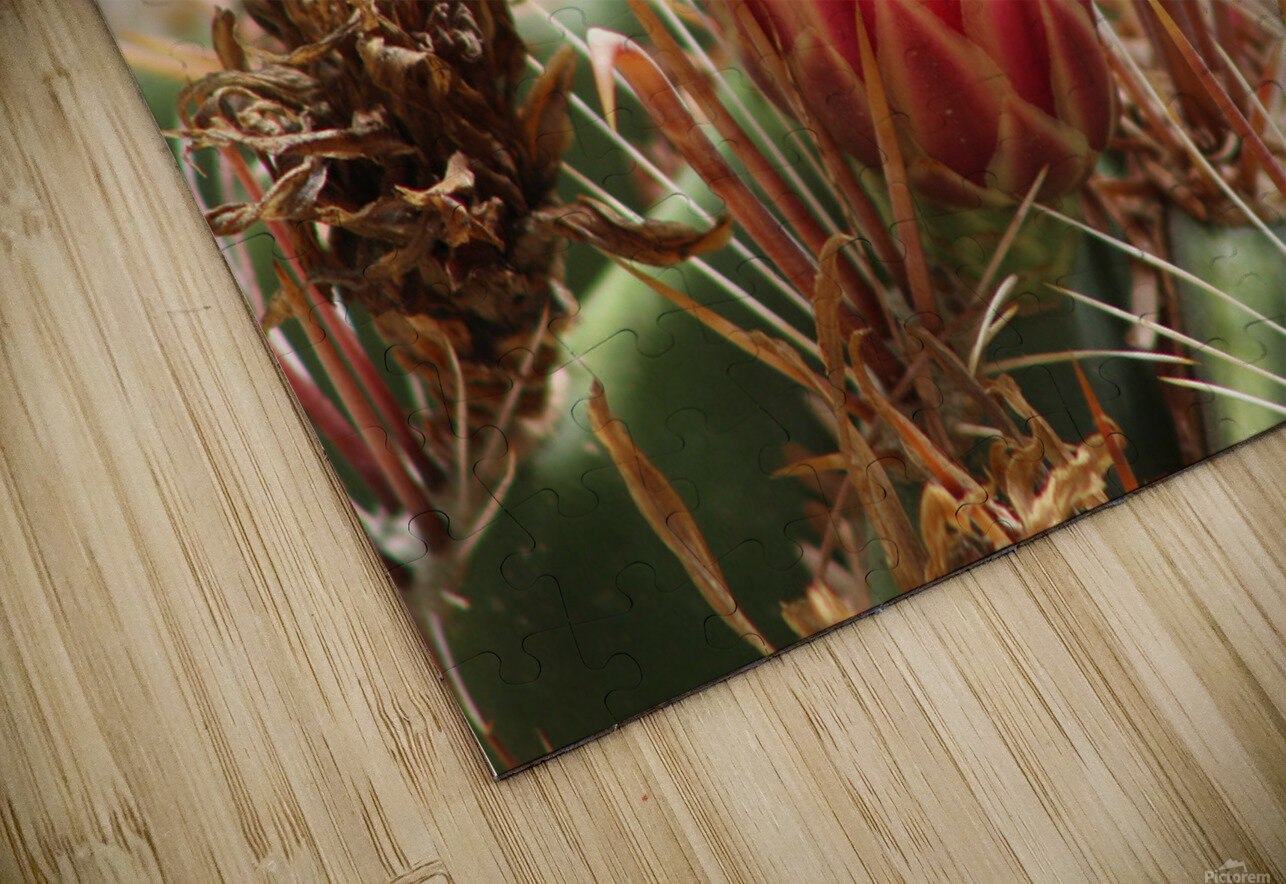 Closeup of Red Cactus Blossom Photography and Digital Art By Colleen Puzzle