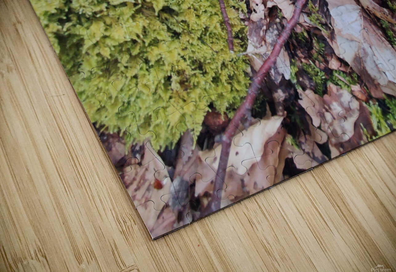 .trashed 1717284546 IMG 20240420 172757 Ana Duhne Puzzle