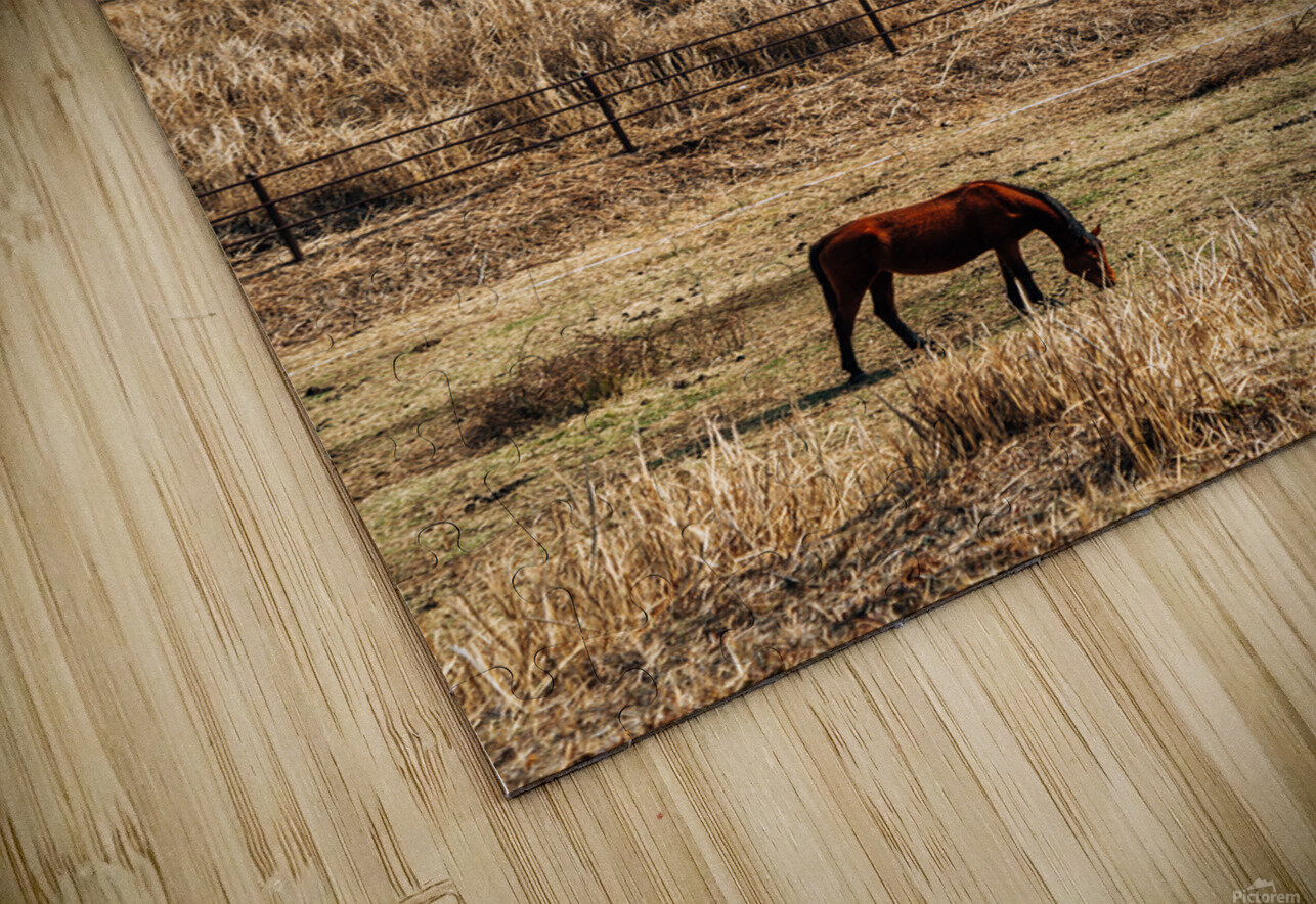 Horse on dry grass field sanga Puzzle