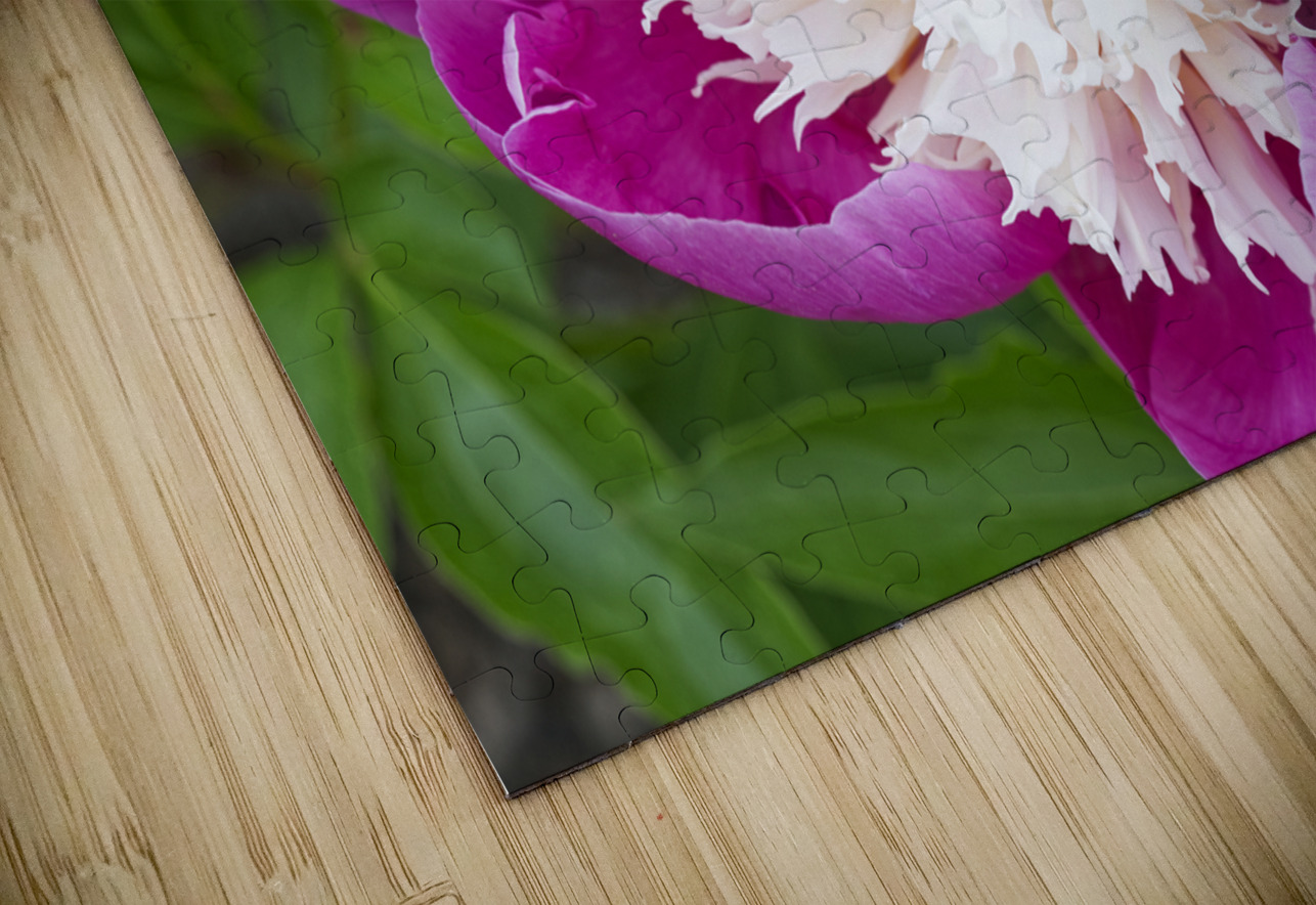 Sorbet Pink and Creme Peonie Flower Iris H Richardson Puzzle