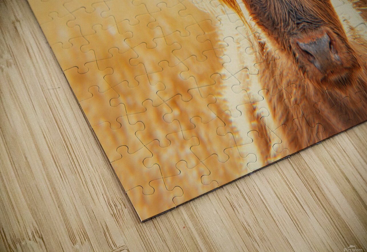 Highland Cow Jim Wiebe Puzzle