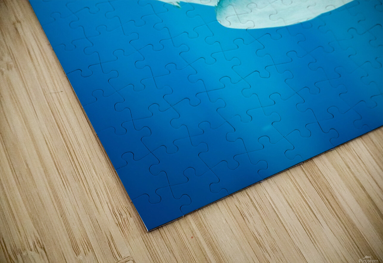 grey reef shark 7744765 Silverstar Puzzle