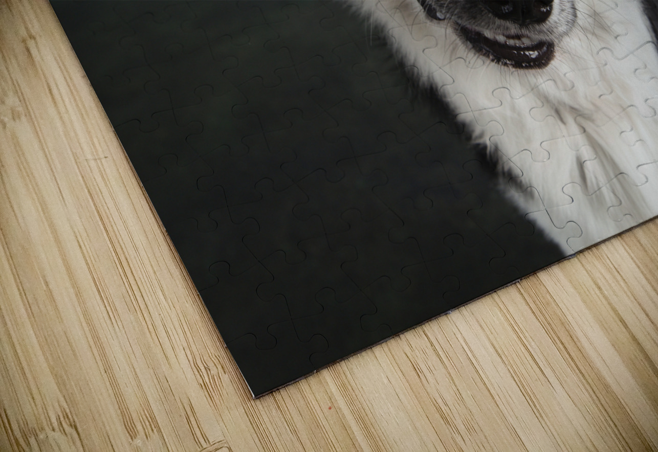 Studio shot of Border Collie 208259 Panoramic Images Puzzle