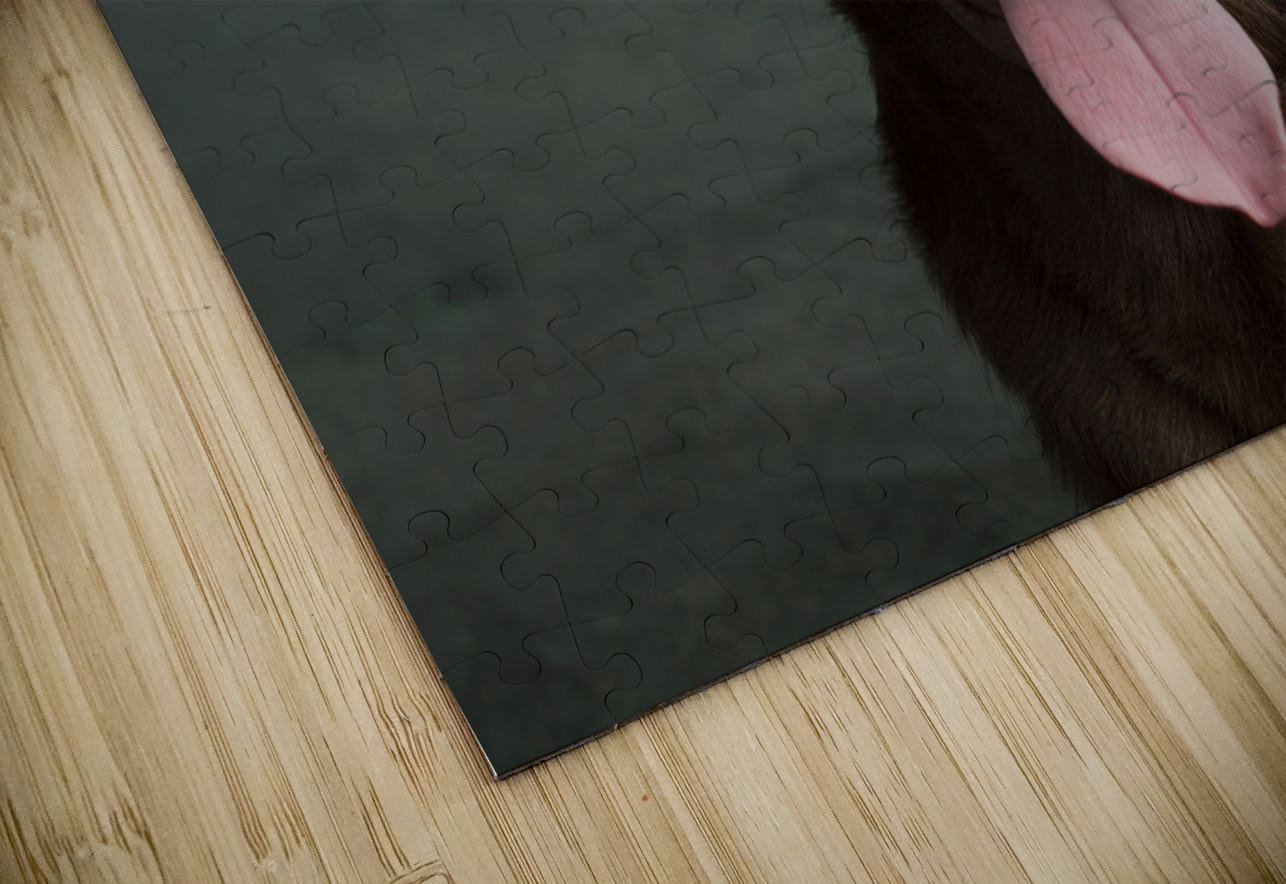 Portrait of Chocolate Labrador sticking out tongue 209001 Panoramic Images Puzzle