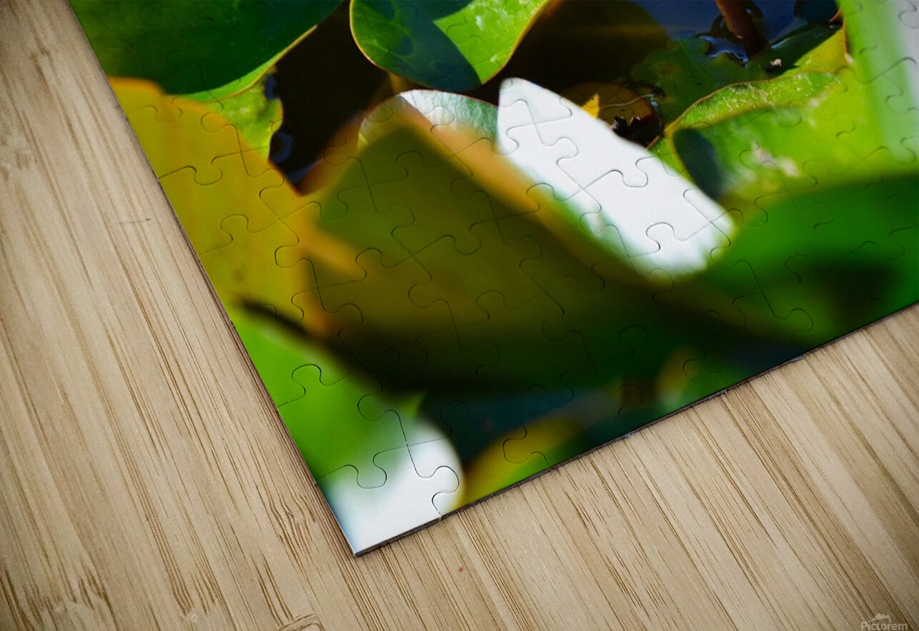 Growth  Shirley Chaotic Puzzle