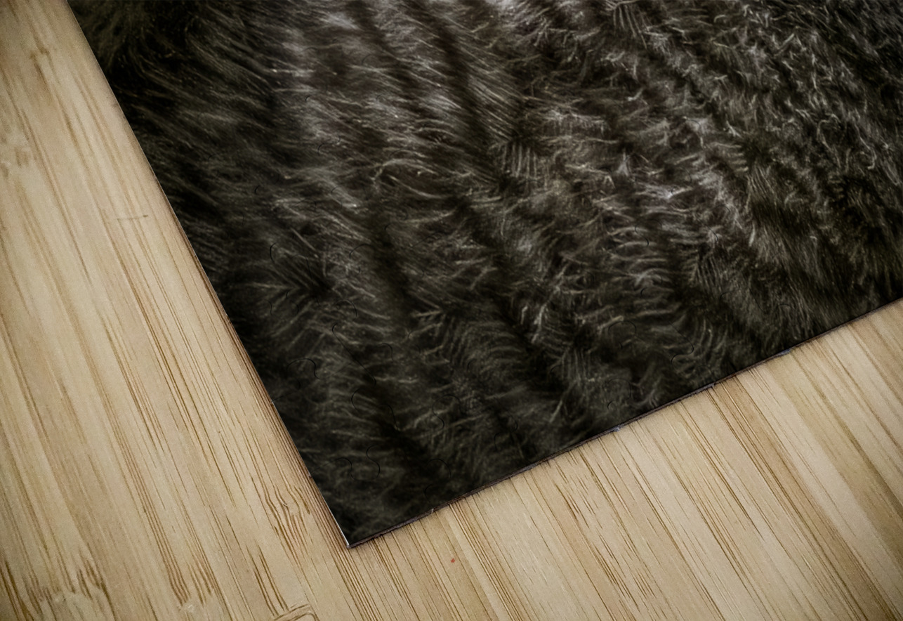 11212 Eastern Screech Owlet. Megascops asio  John Gilsenan Design Wall Art and Photography Puzzle