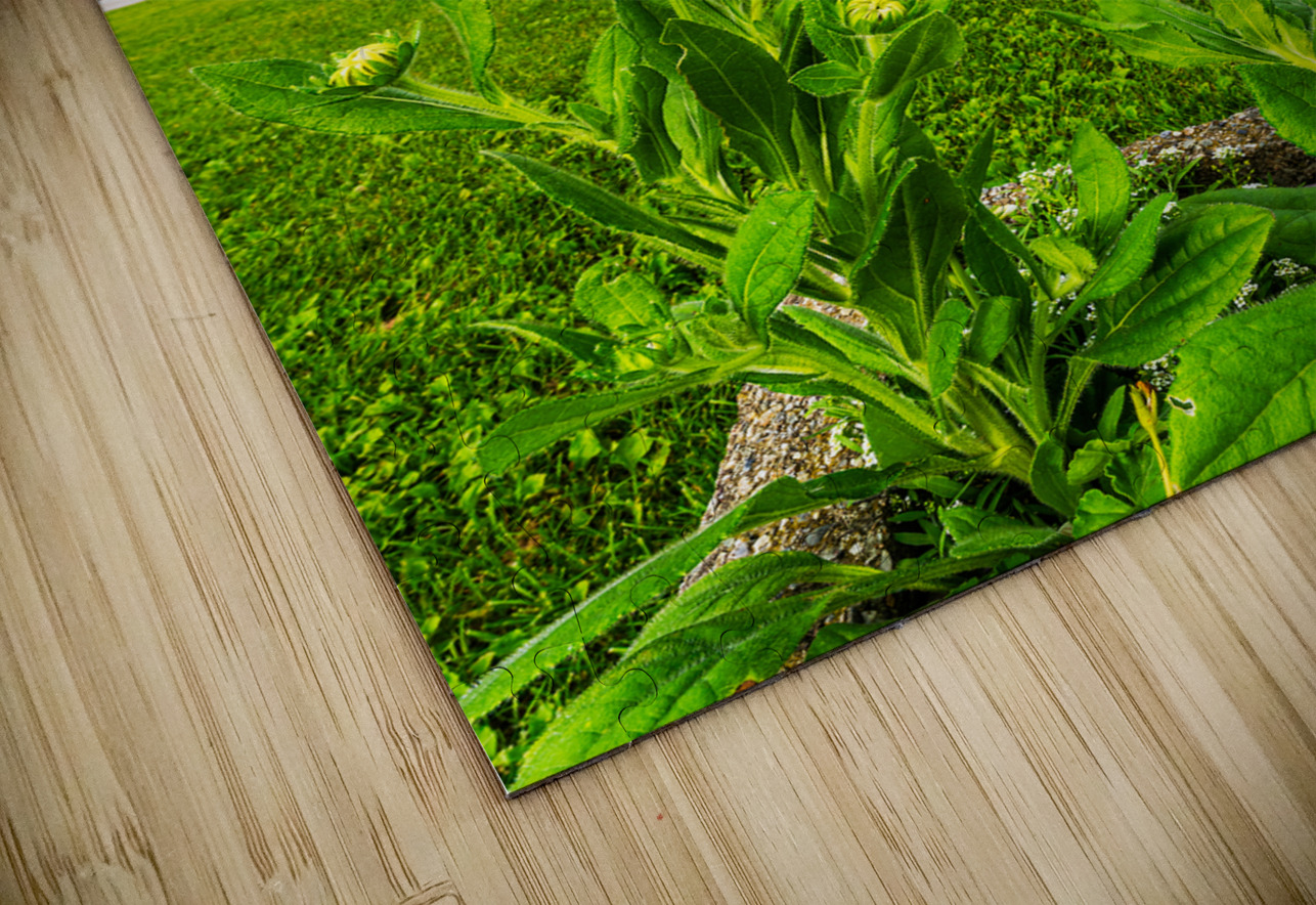 The Basilica of Sainte-Anne-de-Beaupre Geoffrey Prior Puzzle