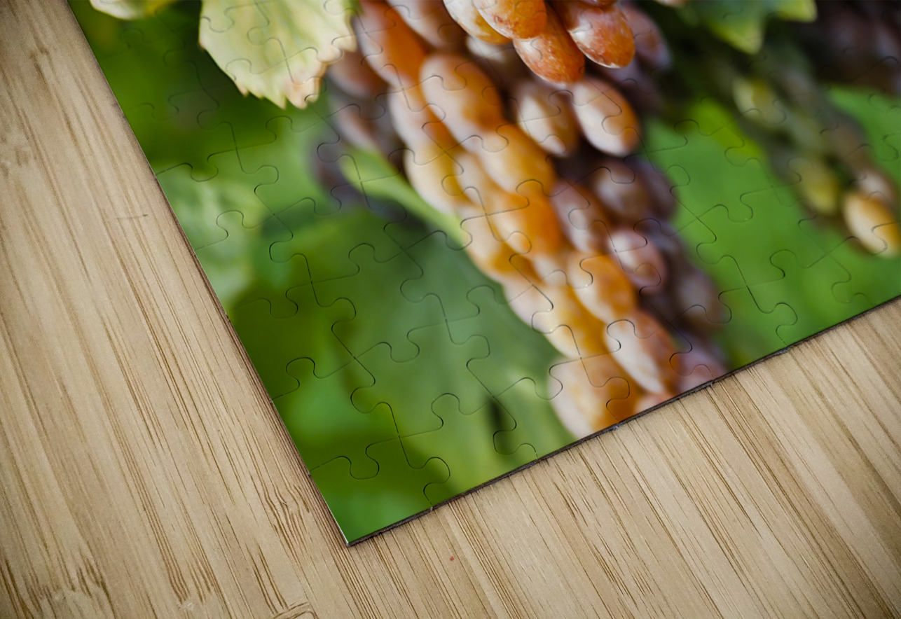 Organic Ripe Pinot Gris Grapes Okanagan Valley Vineyard Kevin Miller Photography Puzzle