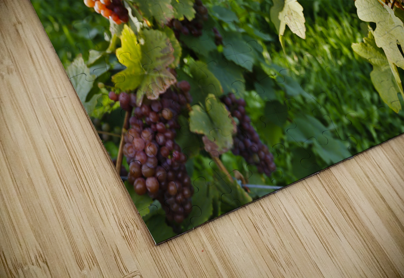 Organic Ripe Pinot Gris Grapes Okanagan Valley Vineyard Kevin Miller Photography Puzzle
