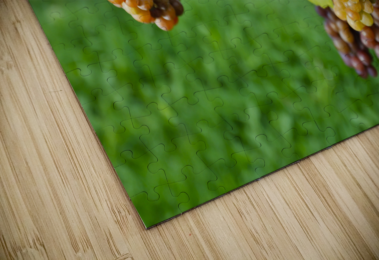 Organic Ripe Pinot Gris Grapes Okanagan Valley Vineyard Kevin Miller Photography Puzzle