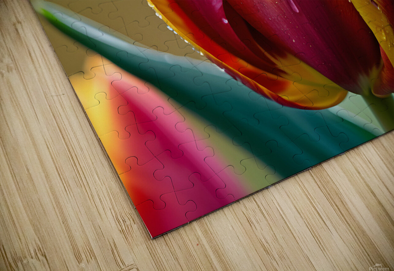 Clous-UP Beautiful Red and Yellow Tulips With RainDrops MOHAMMED SALEM ALGHAMDI Puzzle