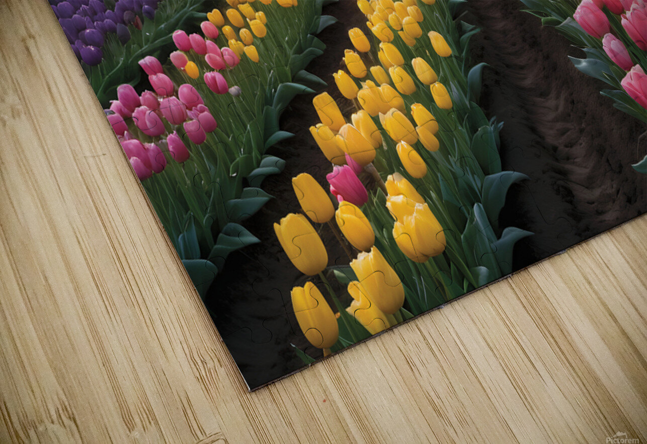 Beautiful Red and Yellow Tulips with sunrise and Clouds MOHAMMED SALEM ALGHAMDI Puzzle
