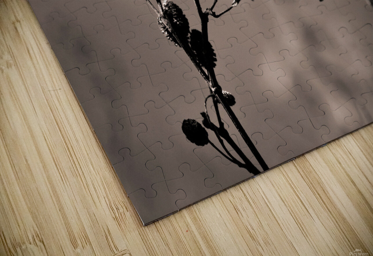 Shape study Axl s Photobooth Puzzle