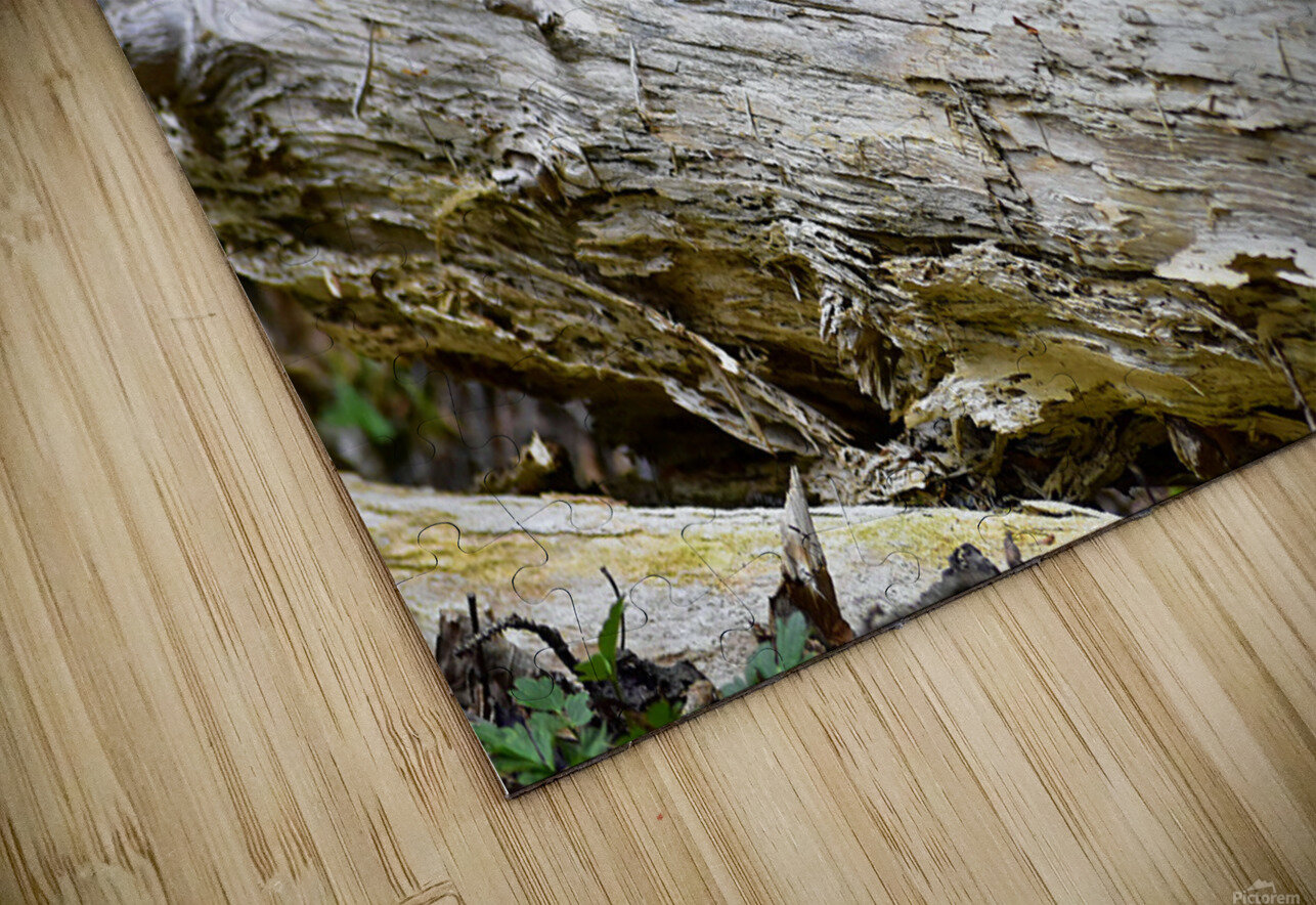 Chippin  in Axl s Photobooth Puzzle