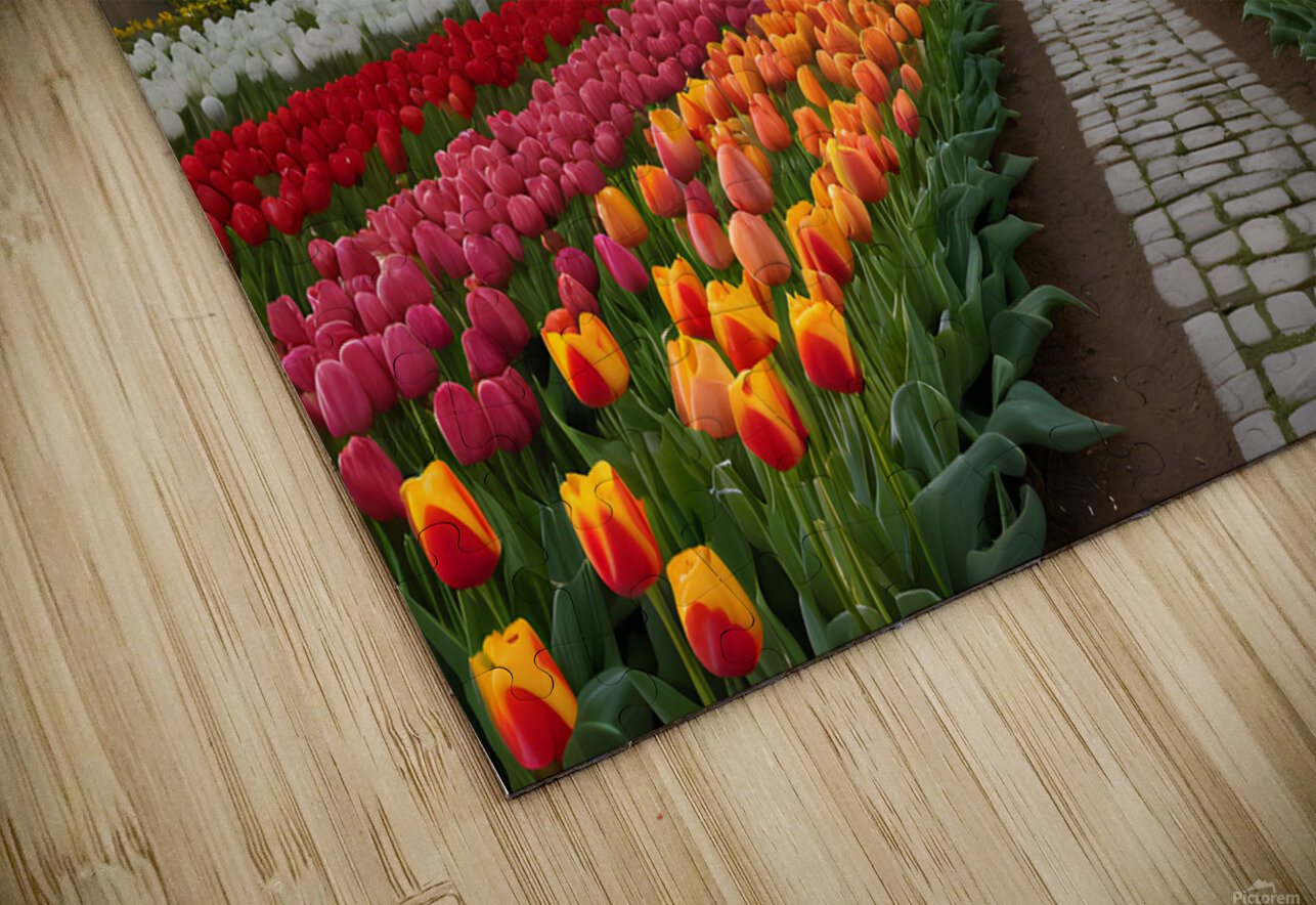 Beautiful Red and Yellow Tulips with sunrise with Windmill   MOHAMMED SALEM ALGHAMDI Puzzle