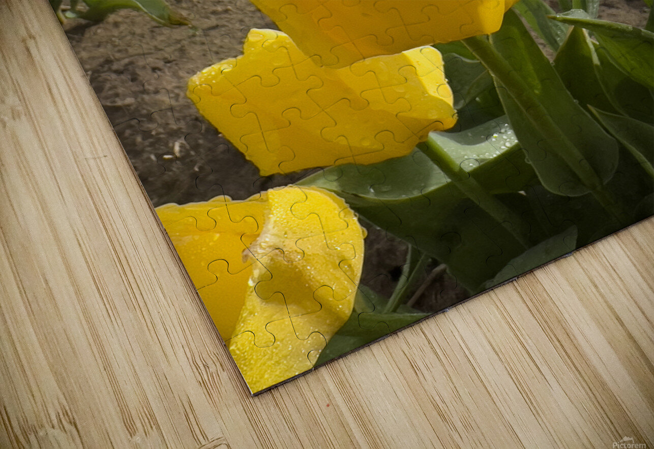 Wooden Shoe Tulip Farm IMG 8311 Bruce W Smith Puzzle