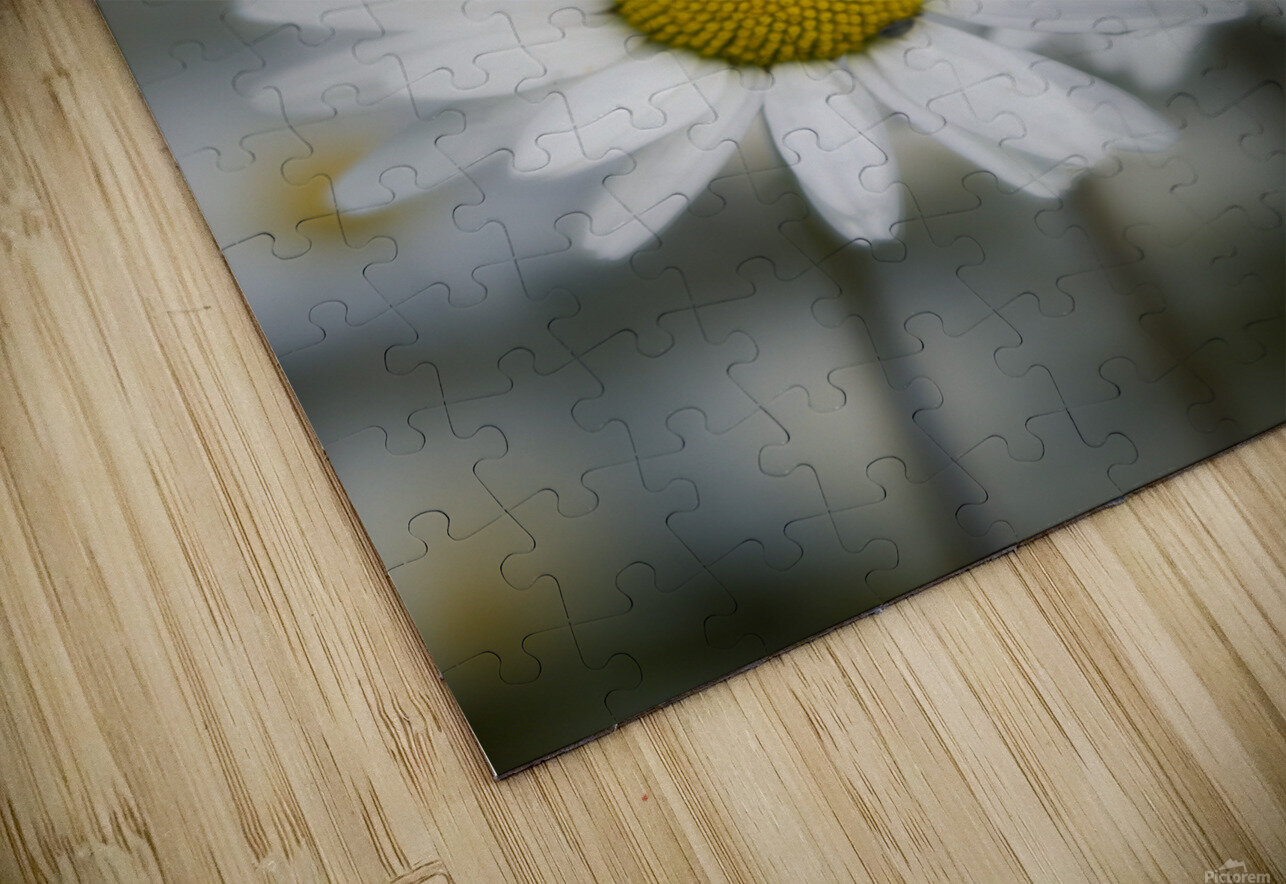 Whispers of Purity”: White Daisies in Soft Focus Bob Wild   Digital Art Puzzle