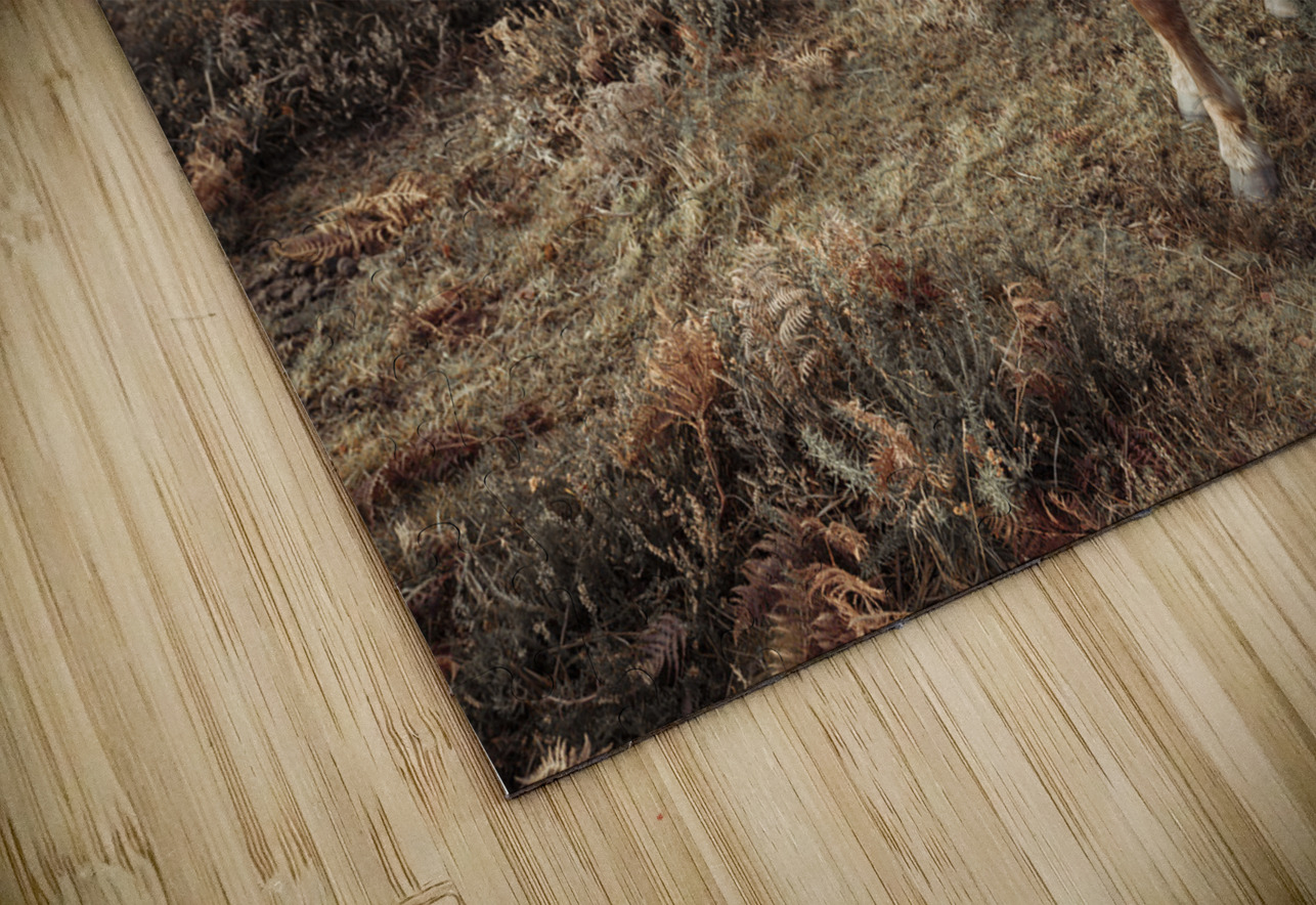 Graceful Wanderer Assaf Frank Puzzle