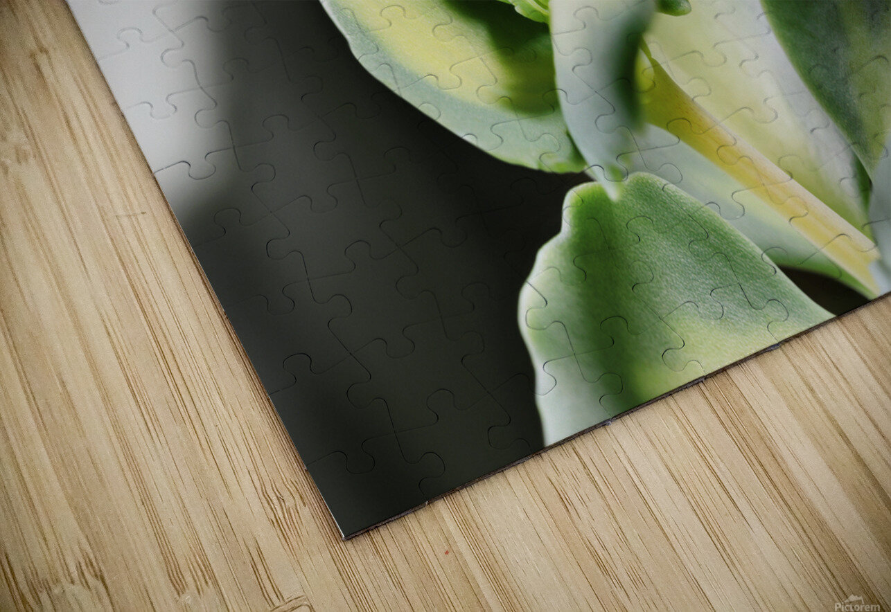 Sedum stonecrop plant detail victimewalker Puzzle