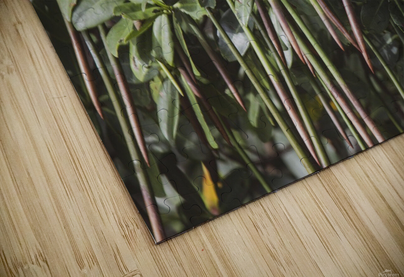 Mangrove By the C Media Puzzle