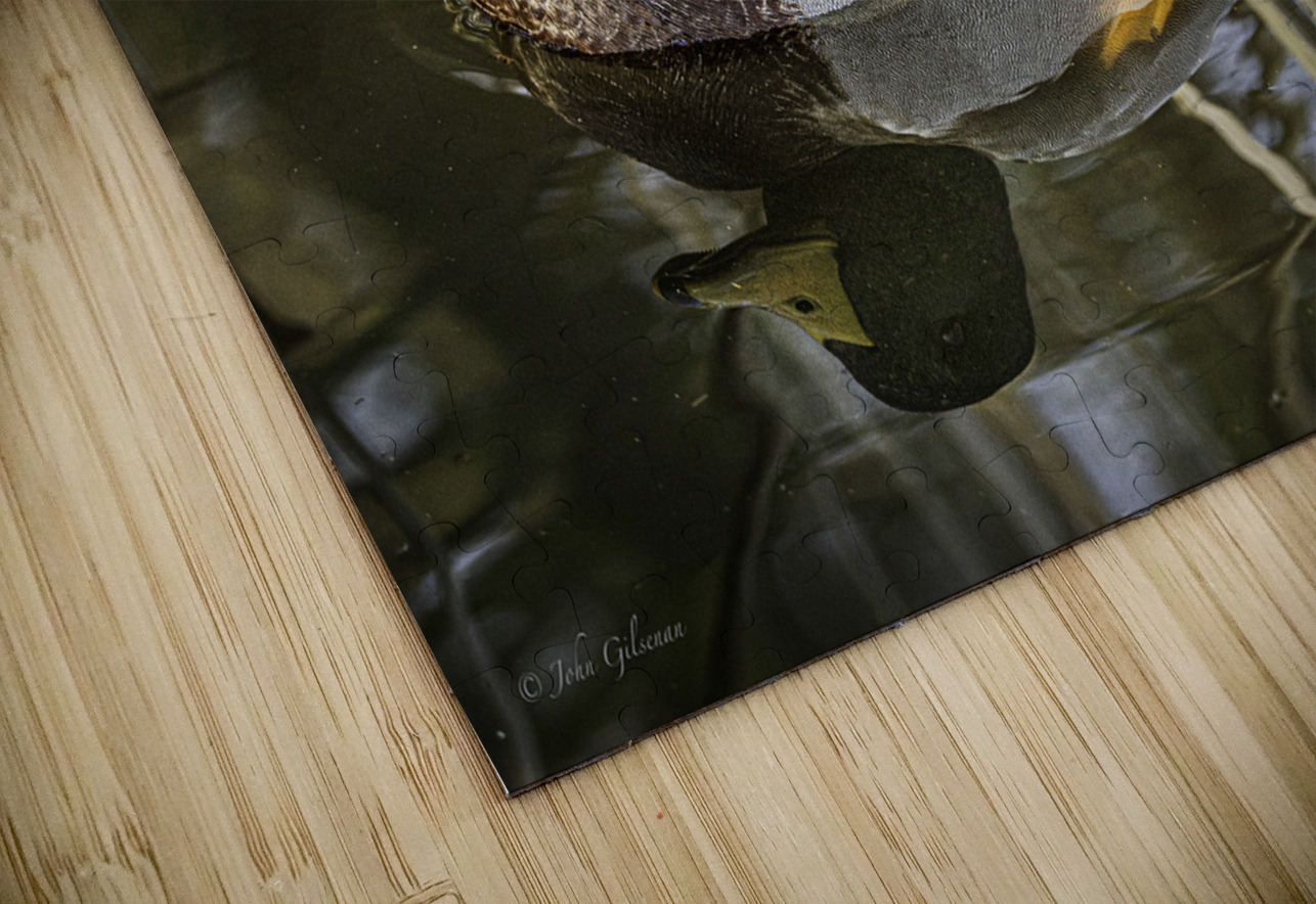 11425 Mallard Duck  John Gilsenan  Puzzle