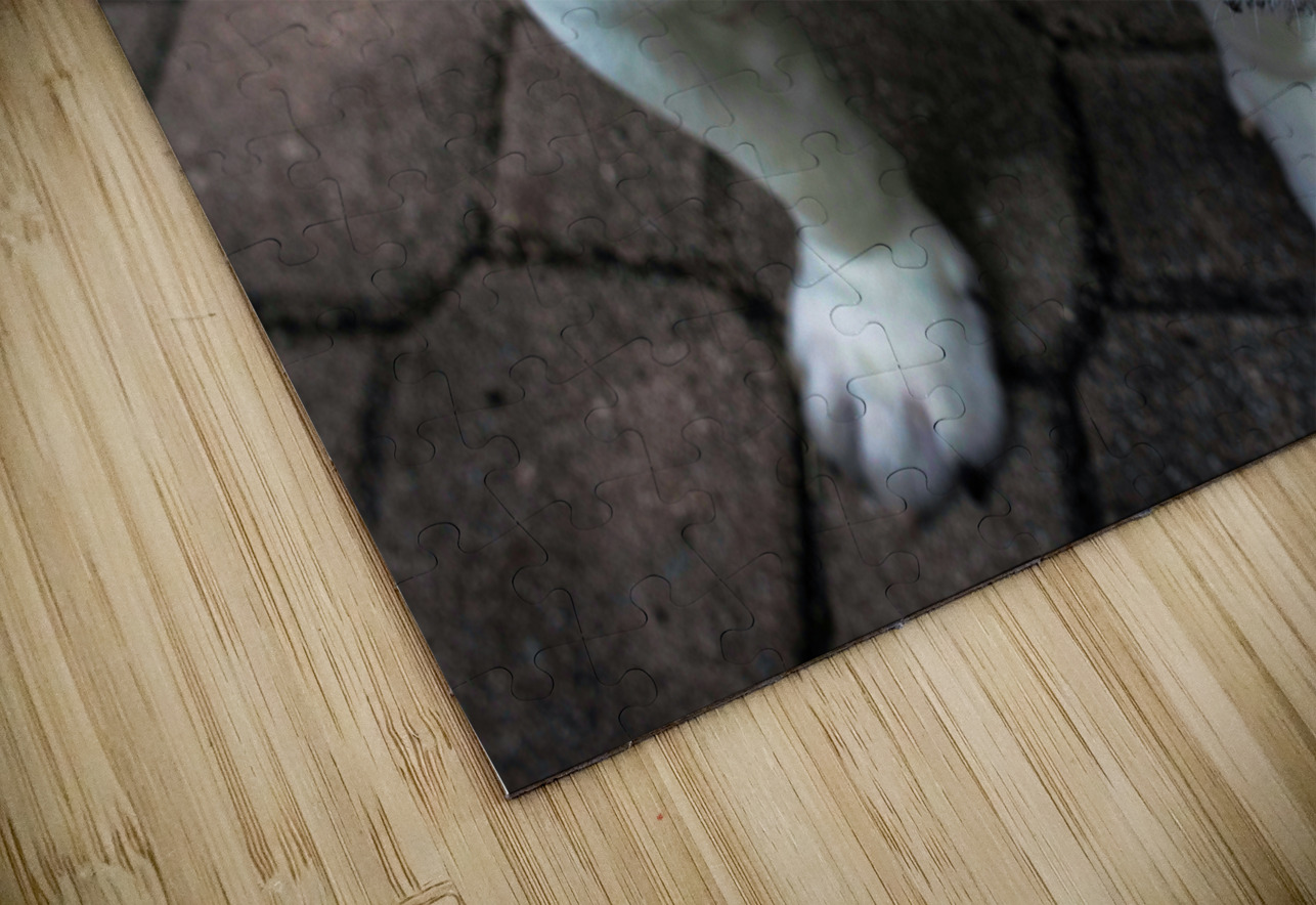 Bulldog One Simple Gallery Puzzle