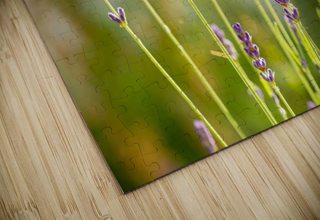 Closeup macro shot of purple lavender flowers in the sunlight  caladoart Puzzle