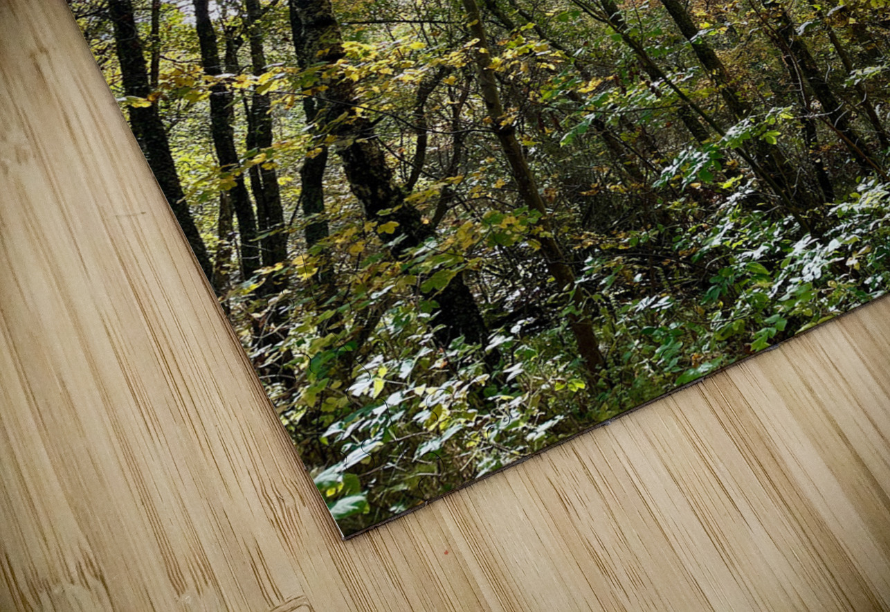 Autumn Sunlight in a Scottish Highlands Forest Catriona Roberts Nature Photography and Designs Puzzle