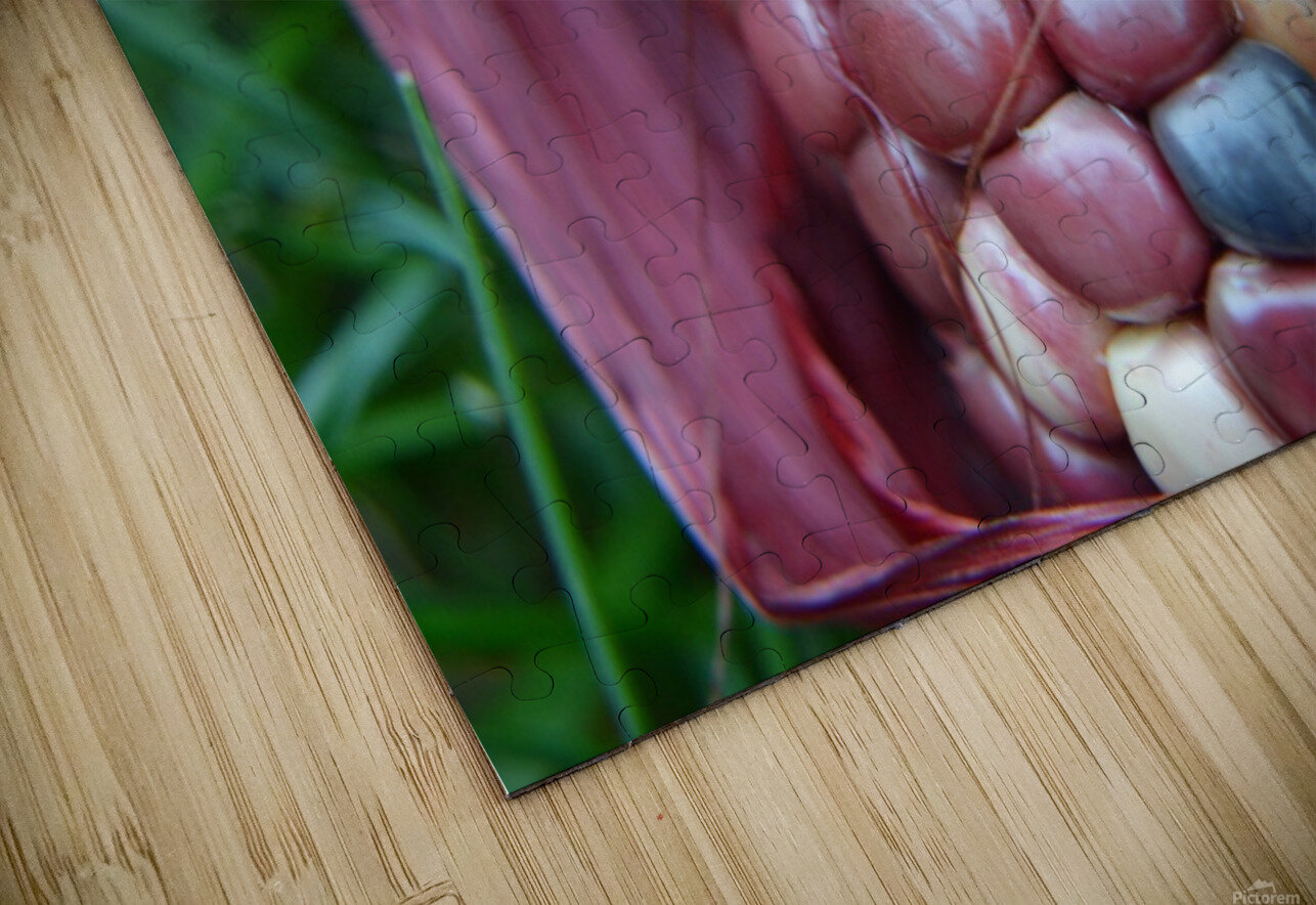 Jewel Corn 2 Michelle K Wood Puzzle