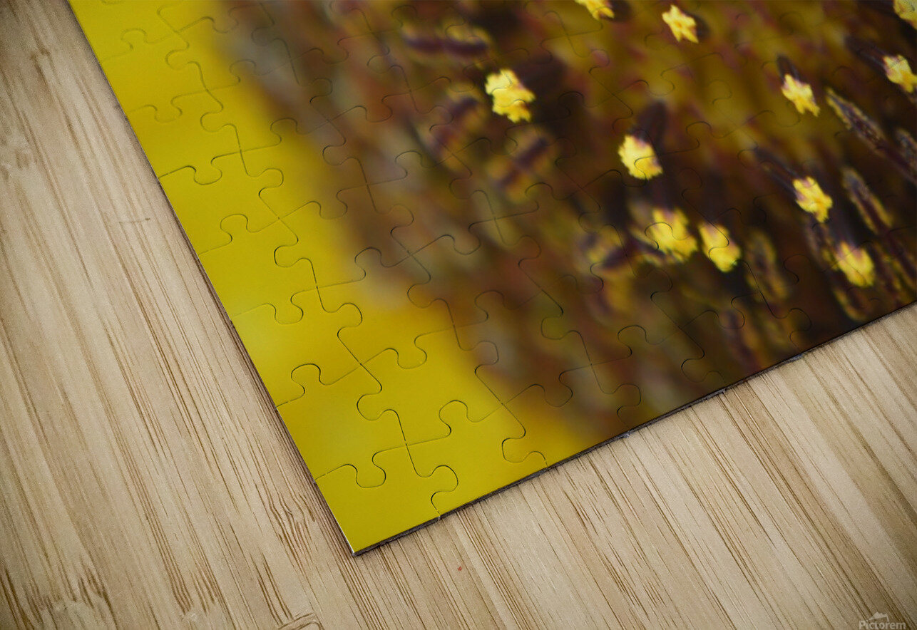 Sunflower Stars Michelle K Wood Puzzle