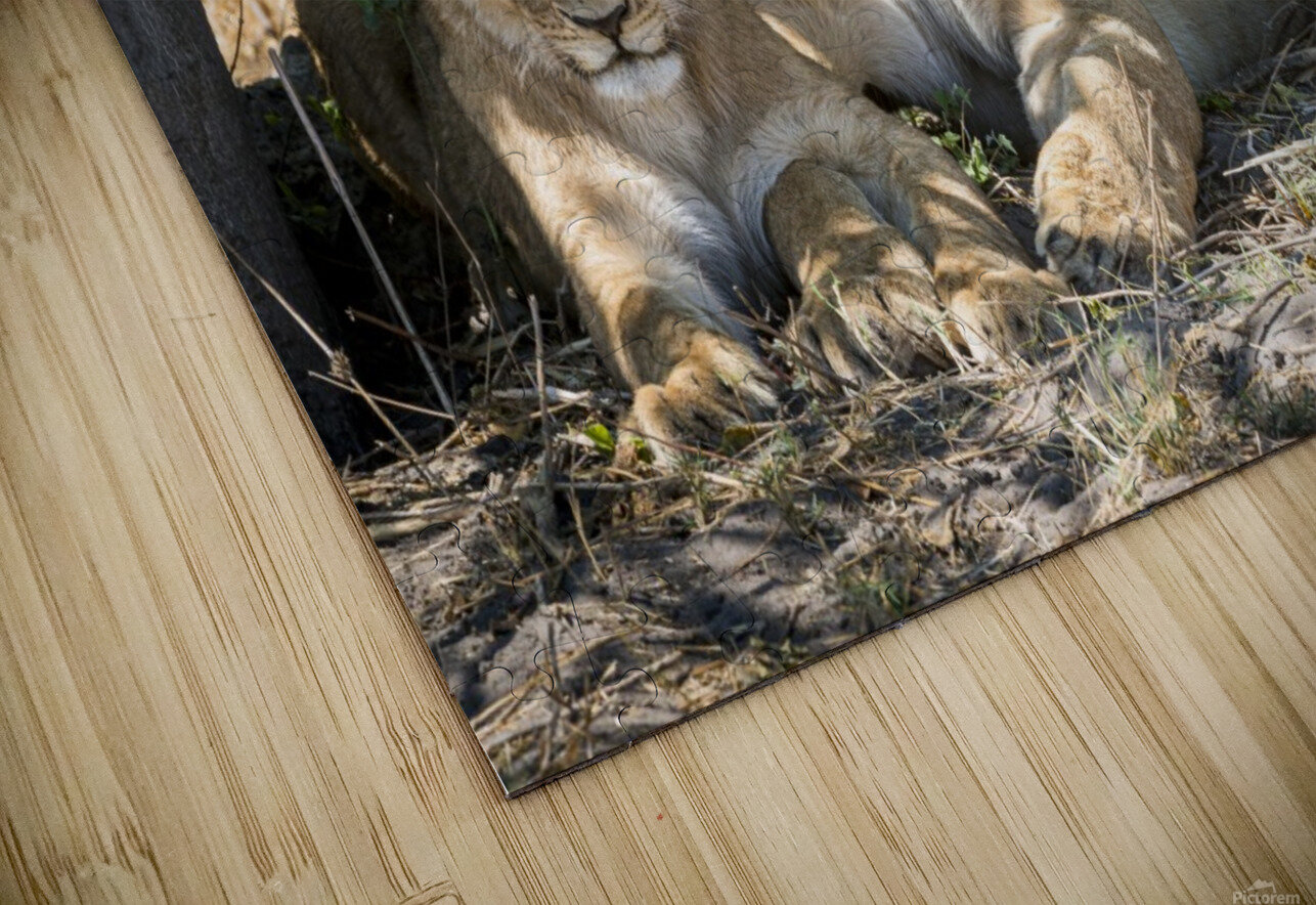 Lion cub 03 Sylvain Girardot Puzzle