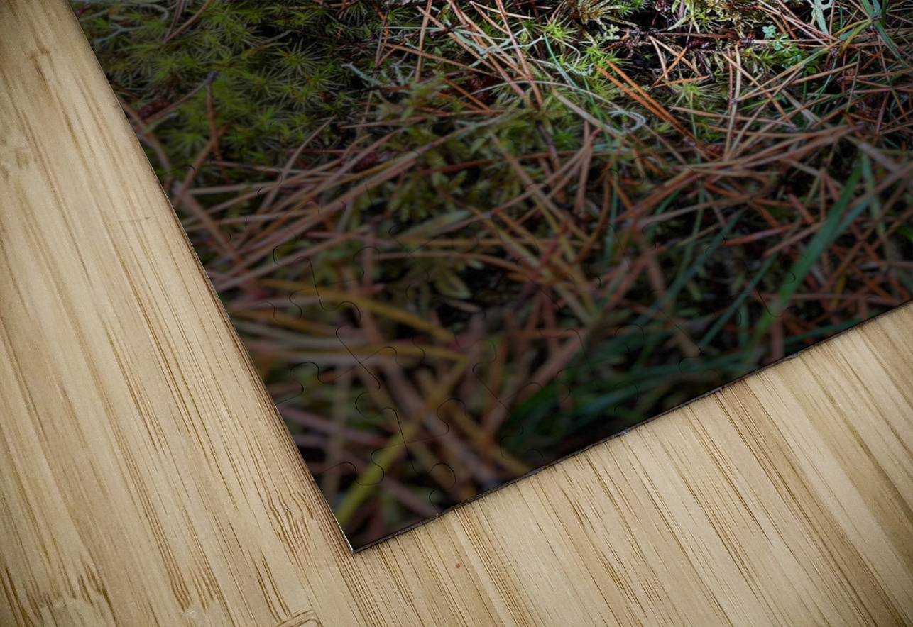 Scenes from the Trail- Forest Mushrooms  Catriona Roberts Nature Photography and Designs Puzzle