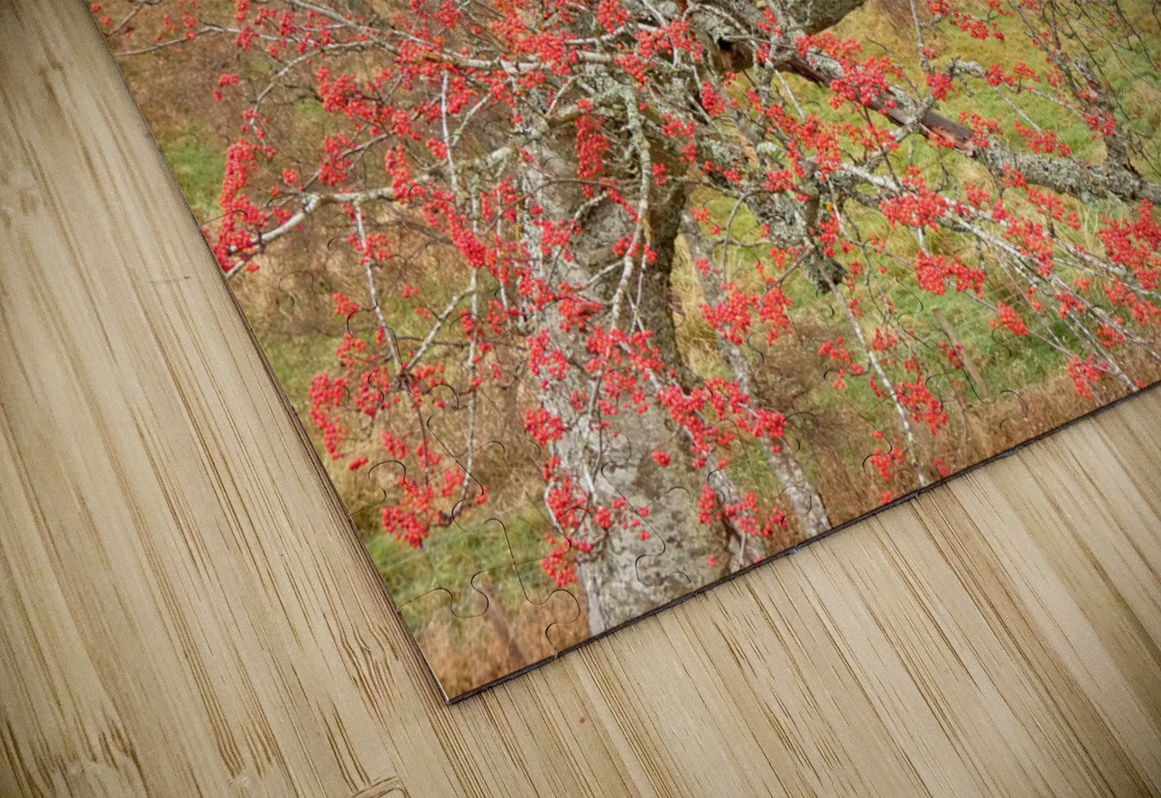 Scottish Highlands Rowan Tree   Catriona Roberts Nature Photography and Designs Puzzle