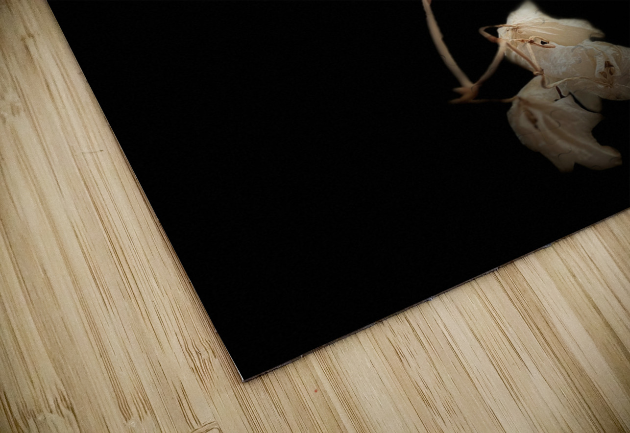 Portraits of Plants  Orchids in the Darkness  Catriona Roberts Nature Photography and Designs Puzzle