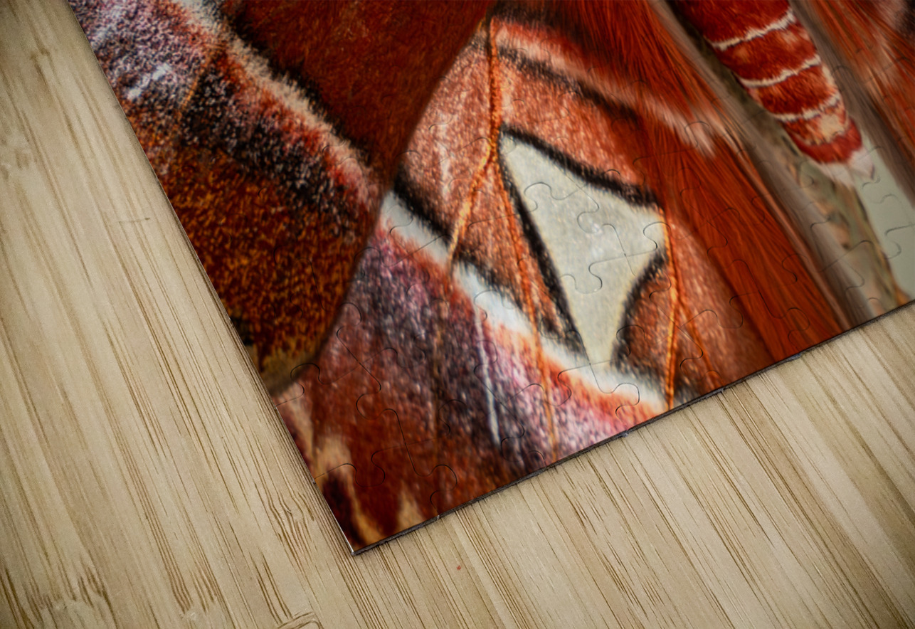 Atlas Moth Close Up Jason Fink Puzzle