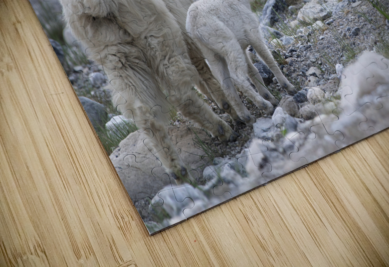 The Graceful Herd: White Mountain Goats in the Wild Caio Paagman Photography Puzzle