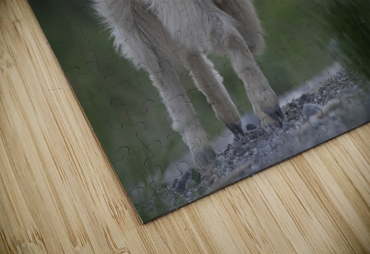 Tender Moments: Mama Mountain Goat and Baby in Nature Caio Paagman Photography Puzzle