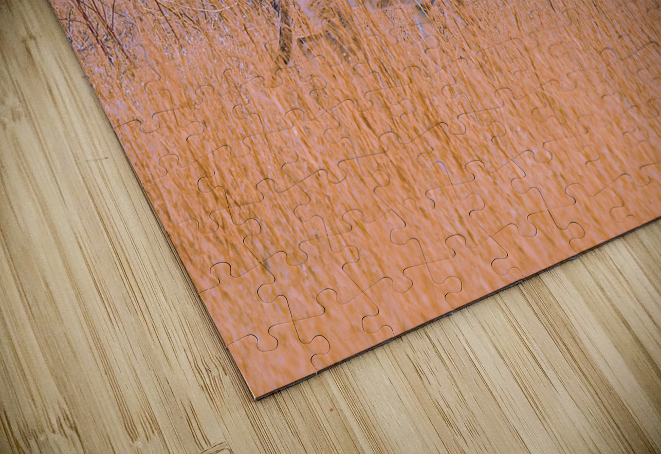 Badlands Cayote Geoffrey Prior Puzzle