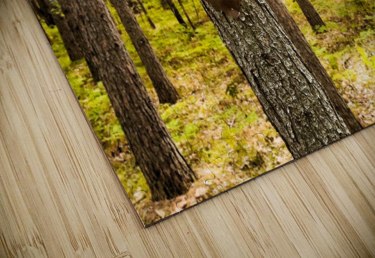 This Way Mark Schacter Puzzle