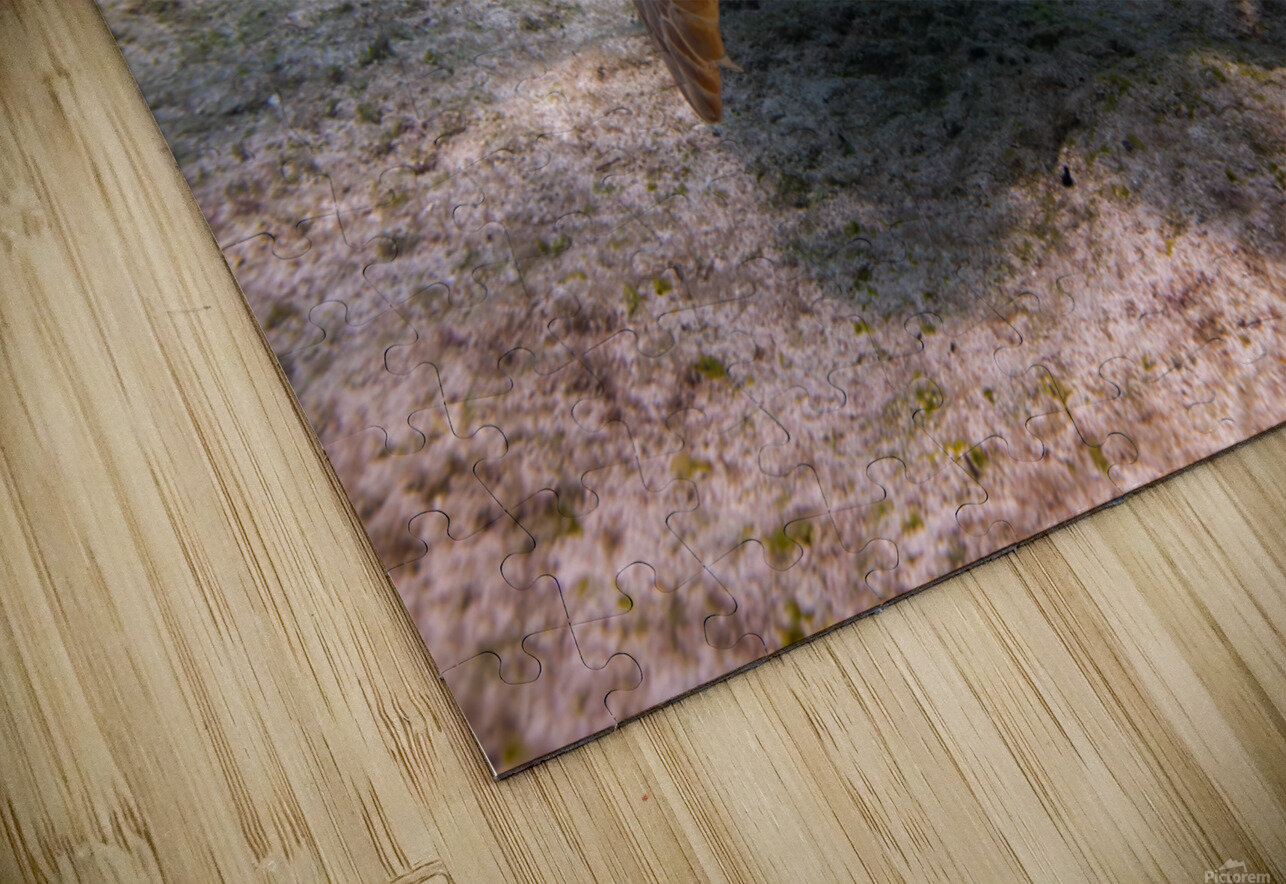 IMG 3843 Loggerhead Turtle Captain Rob Photography Puzzle