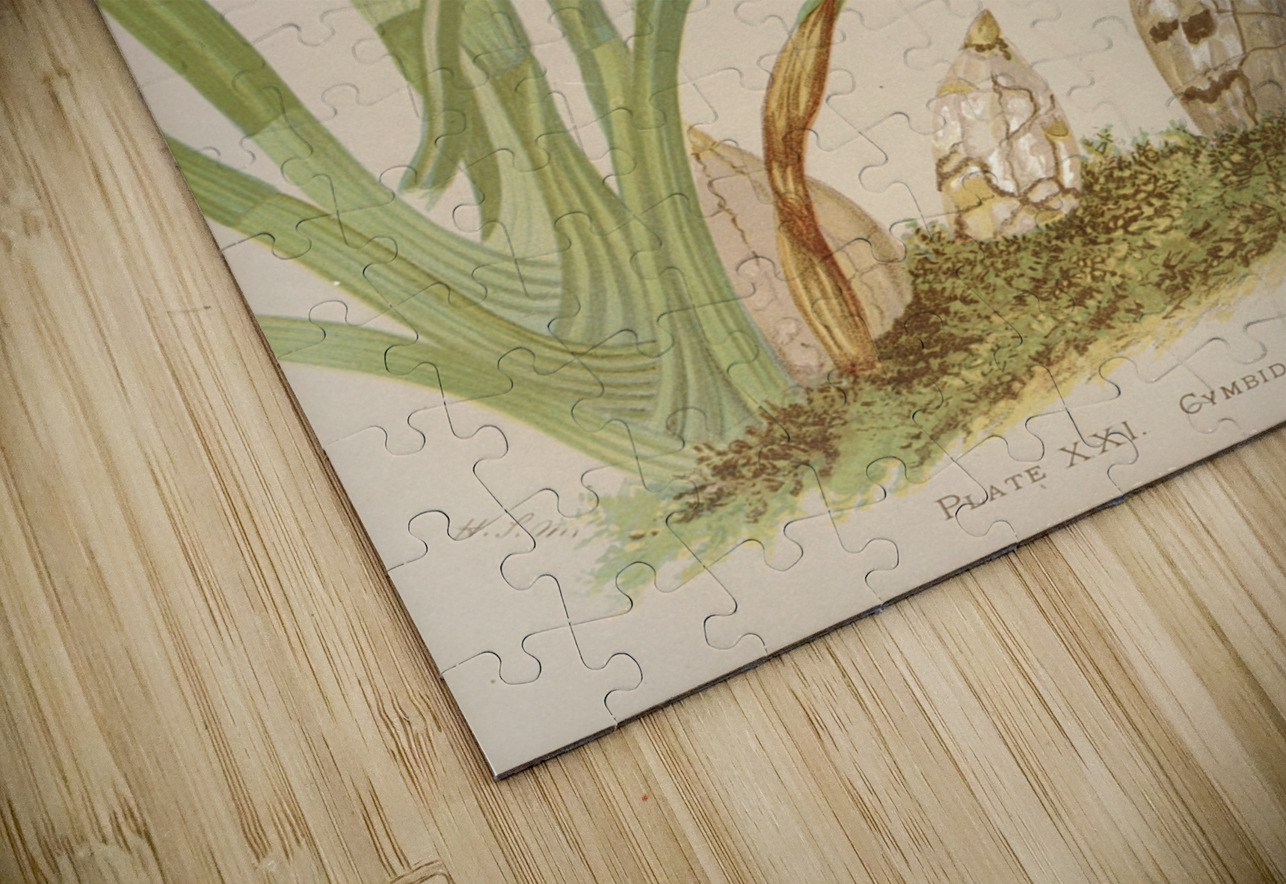 Cymbidium Hookerianum [1885] by Harriet Stewart Miner [1840–1895] MyCozyFineArt Puzzle